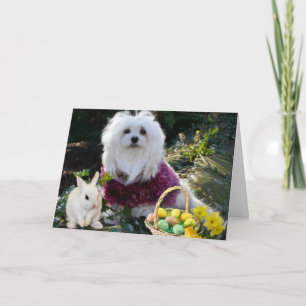Snowdrop the Maltese Easter Card