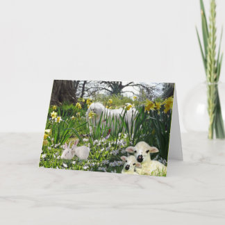 Snowdrop the Maltese Easter Card