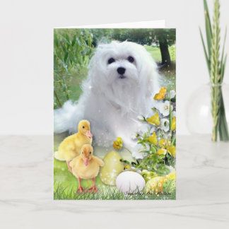 Snowdrop the Maltese Easter Greeting Card