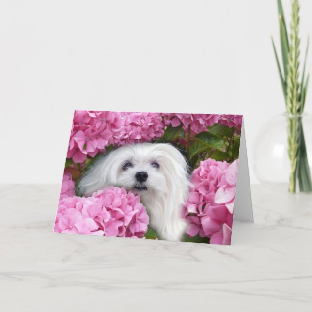 Snowdrop the Maltese Greeting Card (Front)