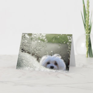 Snowdrop the Maltese Greeting Card