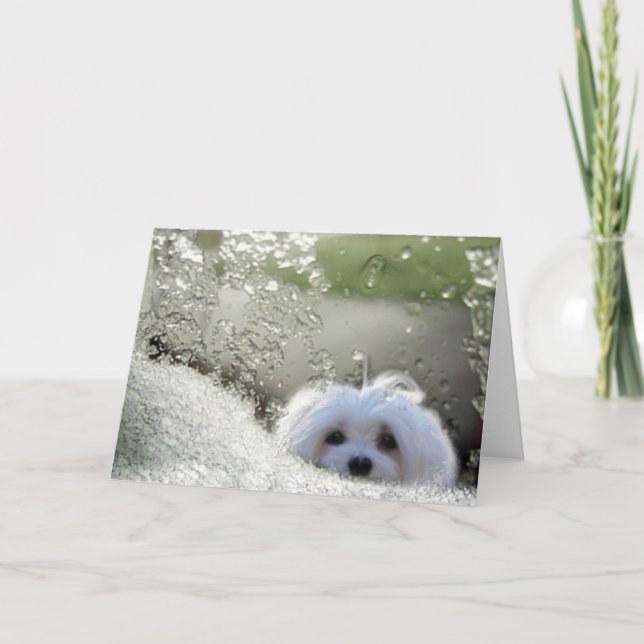 Snowdrop the Maltese Greeting Card (Front)