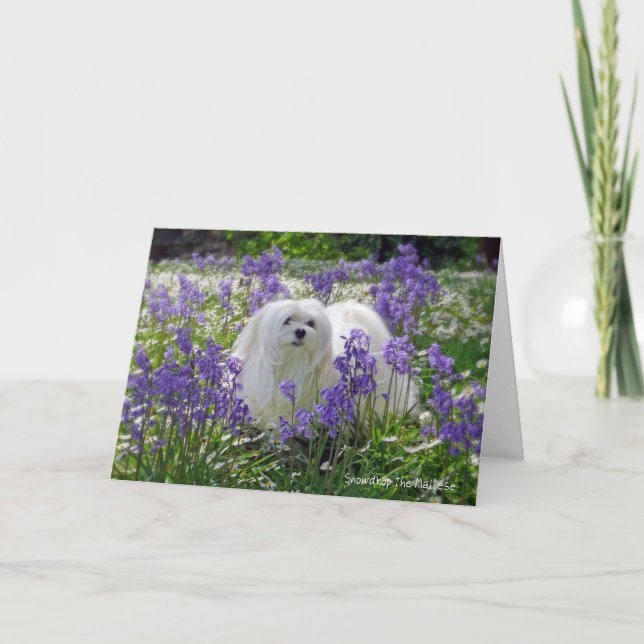 Snowdrop the Maltese Greeting Card (Front)