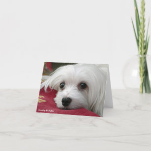 Snowdrop the Maltese Note Card