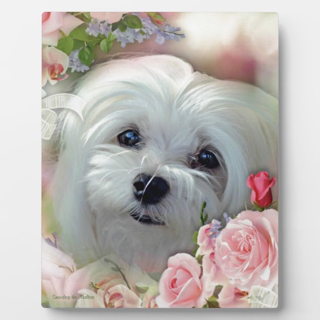 Snowdrop the Maltese Plaque (Front)