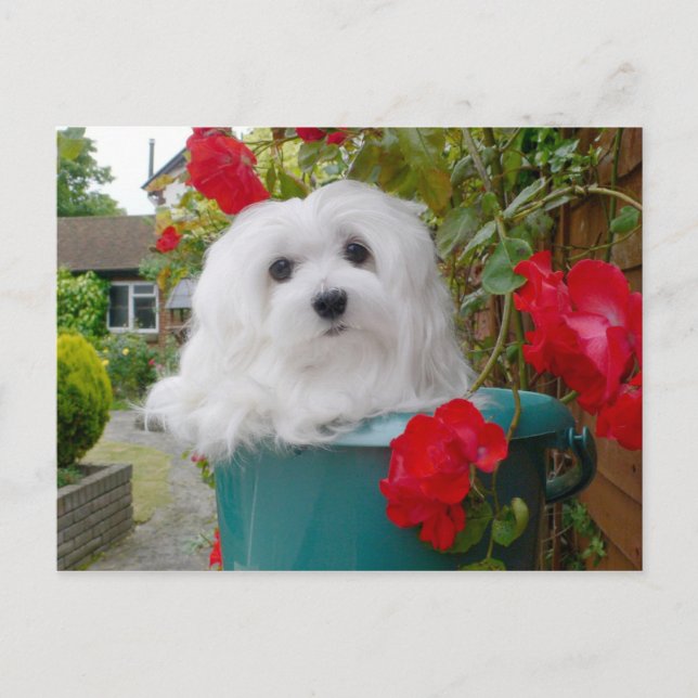 Snowdrop the Maltese Postcard (Front)