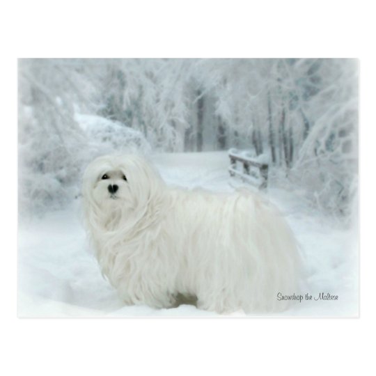 Snowdrop the Maltese Postcard