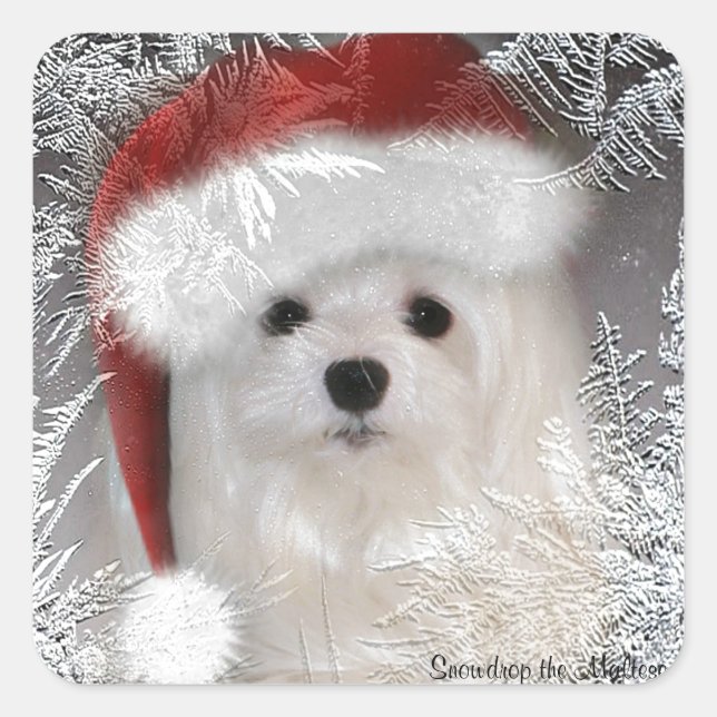 Snowdrop the Maltese Sticker (Front)