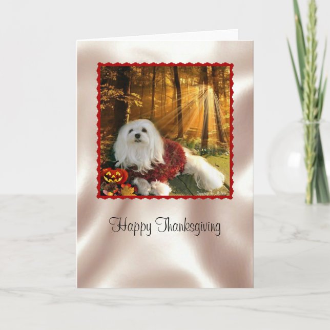 Snowdrop the Maltese Thanksgiving Card (Front)