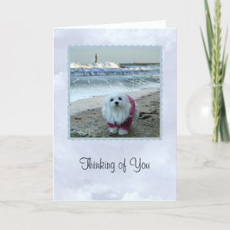 Snowdrop the Maltese "Thinking  of You Card