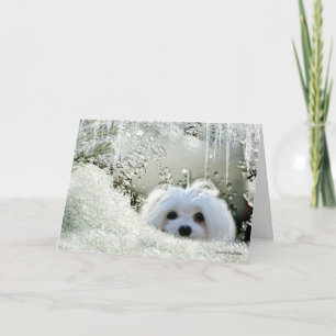 Snowdrop the Maltese "Thinking of You" Card
