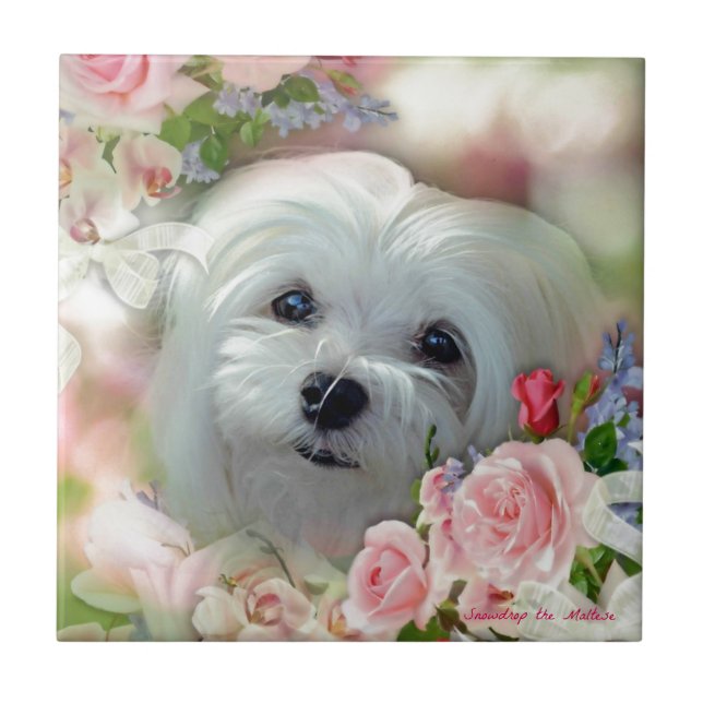 Snowdrop the Maltese Tile (Front)