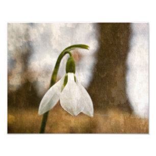 Snowdrop Woods Photo Print