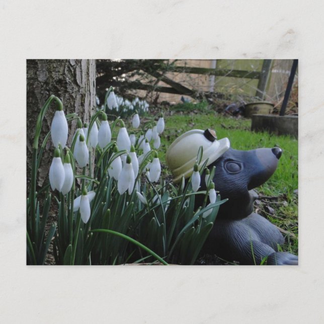 snowdrops and mole postcard (Front)