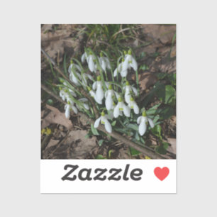 Snowdrops are the first flowers of spring 