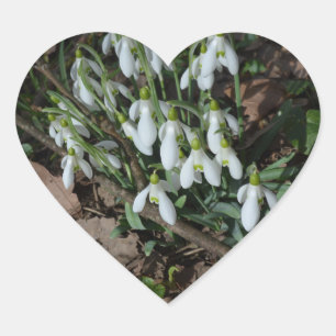 Snowdrops are the first flowers of spring heart sticker
