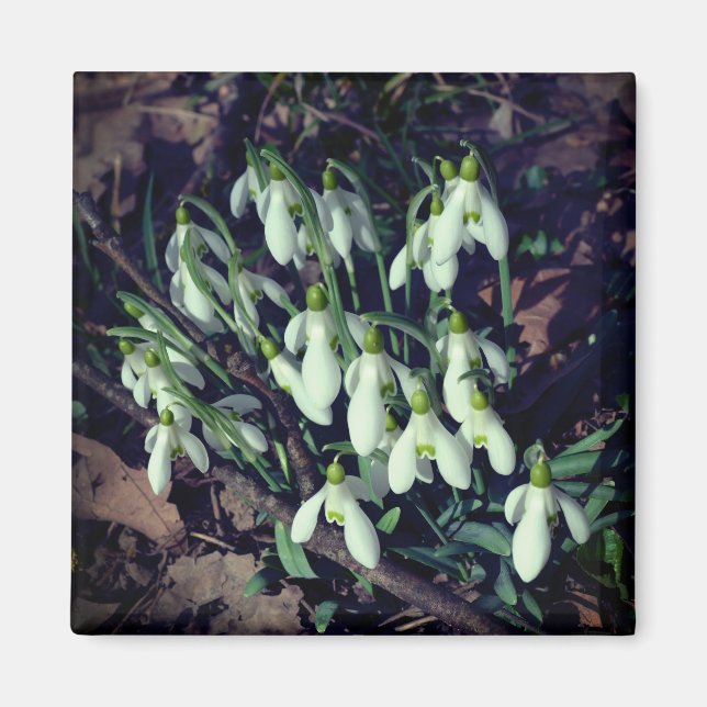 Snowdrops are the first flowers of spring  magnet (Front)