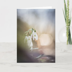 Snowdrops Flower Nature Photo Card