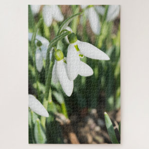 Snowdrops flowers jigsaw puzzle