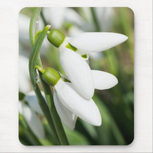 Snowdrops flowers mouse mat