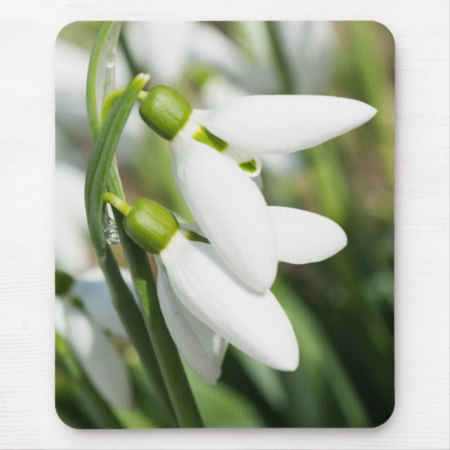 Snowdrops flowers mouse mat (Front)
