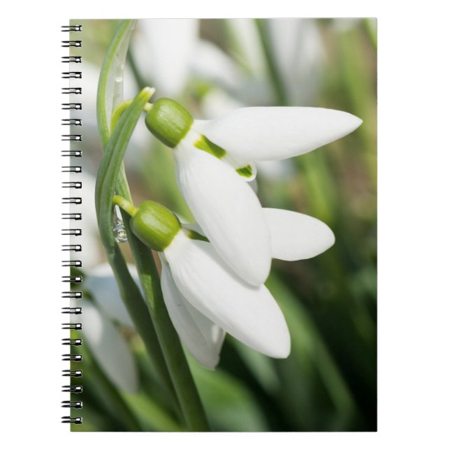 Snowdrops flowers notebook (Front)