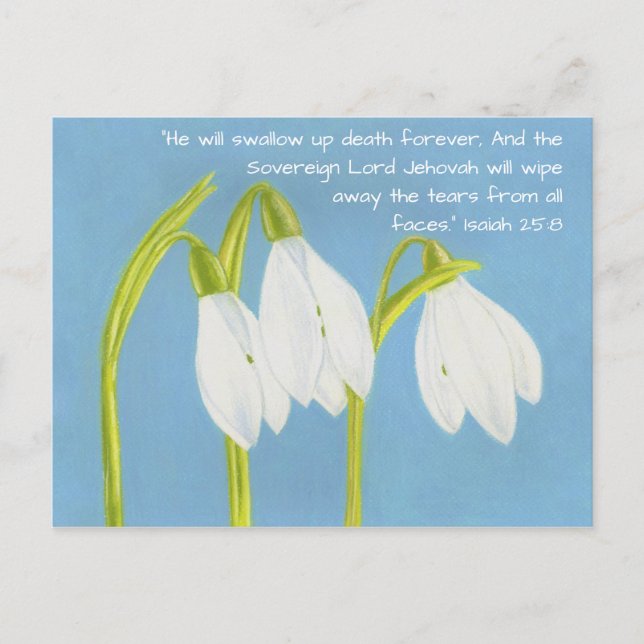 SnowDrops Flowers Postcard (Front)