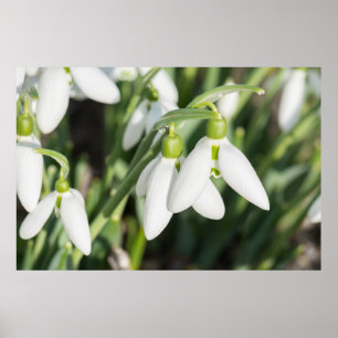 Snowdrops flowers poster