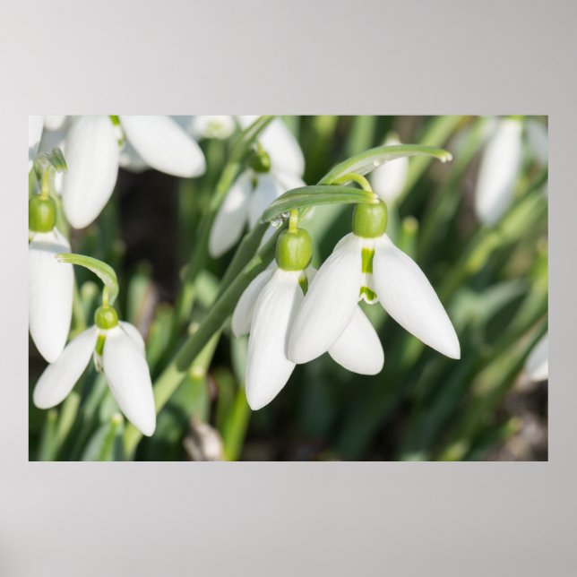 Snowdrops flowers poster (Front)