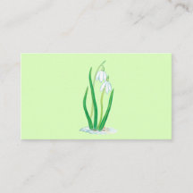 Snowdrops (Galanthus nivalis) Early Spring Flowers