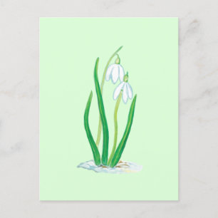 Snowdrops (Galanthus nivalis) Early Spring Flowers Postcard