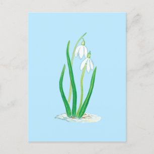 Snowdrops (Galanthus nivalis) Early Spring Flowers Postcard