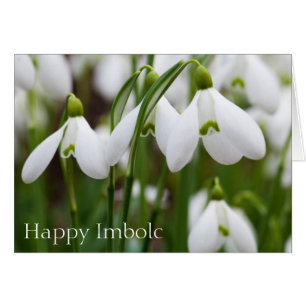 Snowdrops - Happy Imbolc