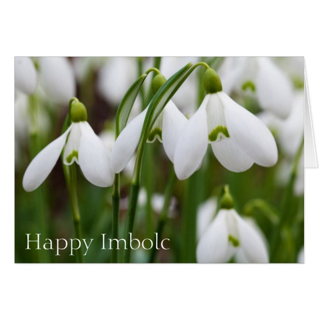 Snowdrops - Happy Imbolc (Front Horizontal)