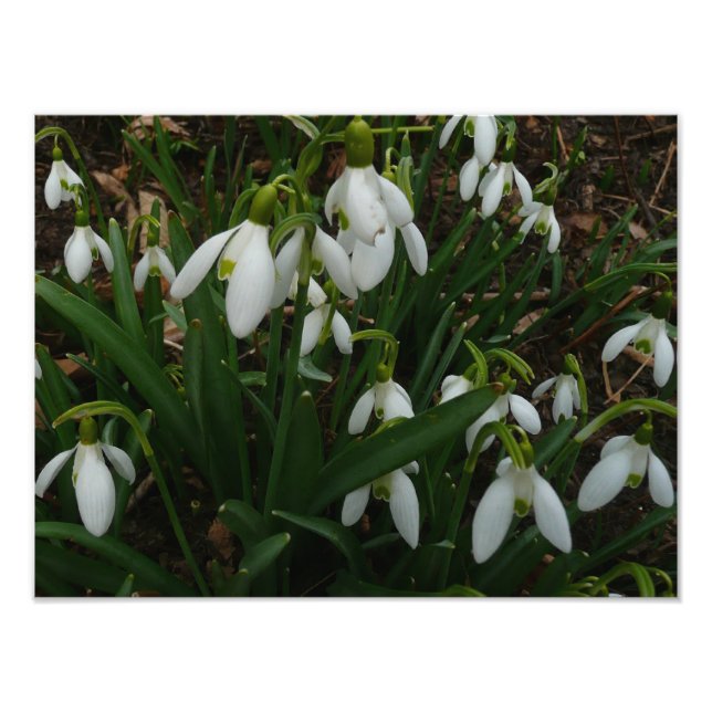 Snowdrops I (Galanthus) White Spring Flowers Photo Print (Front)