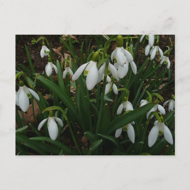 Snowdrops I (Galanthus) White Spring Flowers Postcard (Front)