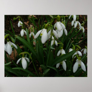 Snowdrops I (Galanthus) White Spring Flowers Poster