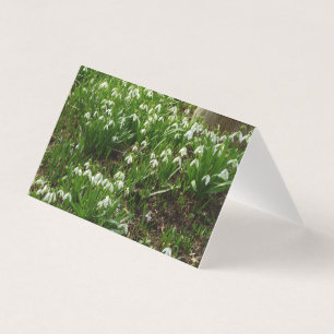 Snowdrops II (Galanthus) Spring Floral