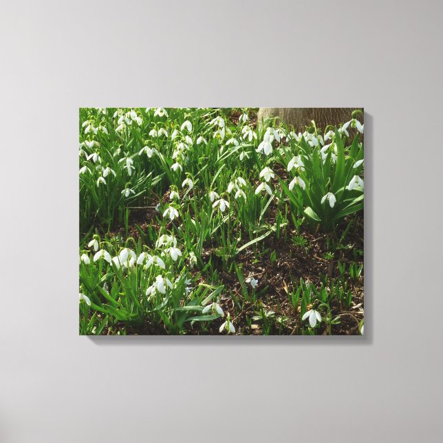 Snowdrops II (Galanthus) Spring Floral Canvas Print (Front)