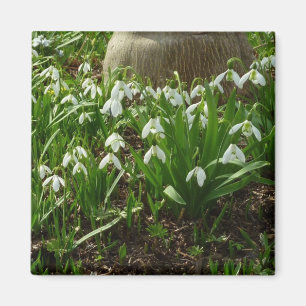 Snowdrops II (Galanthus) Spring Floral Magnet