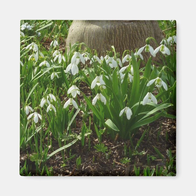 Snowdrops II (Galanthus) Spring Floral Magnet (Front)