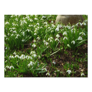 Snowdrops II (Galanthus) Spring Floral Photo Print