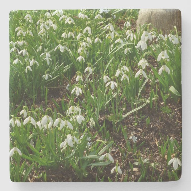 Snowdrops II (Galanthus) Spring Floral Stone Coaster (Front)