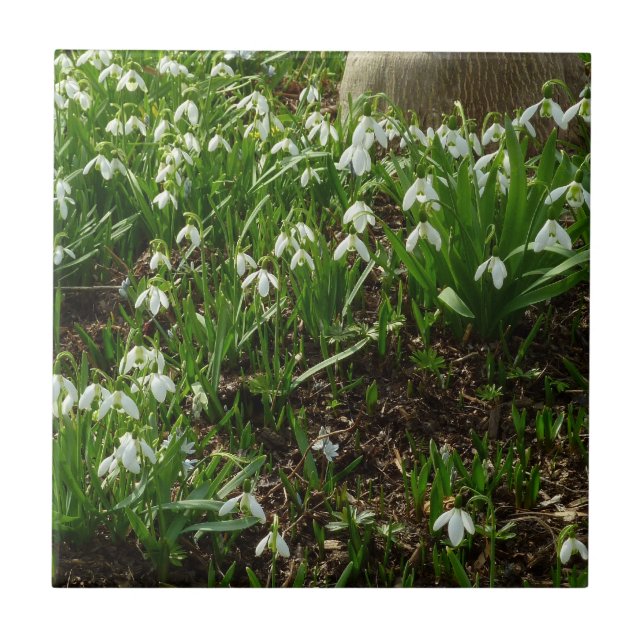 Snowdrops II (Galanthus) Spring Floral Tile (Front)