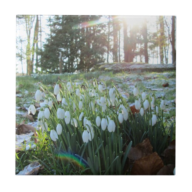 Snowdrops in Light Snow & Sunshine - Ceramic Tile (Front)