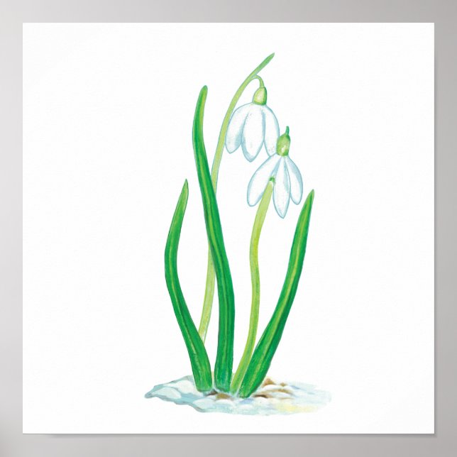Snowdrops in Snow Poster (Front)