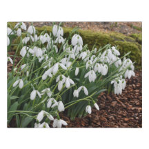 Snowdrops in the Woods Faux Wrapped Canvas Small