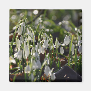 Snowdrops  magnet