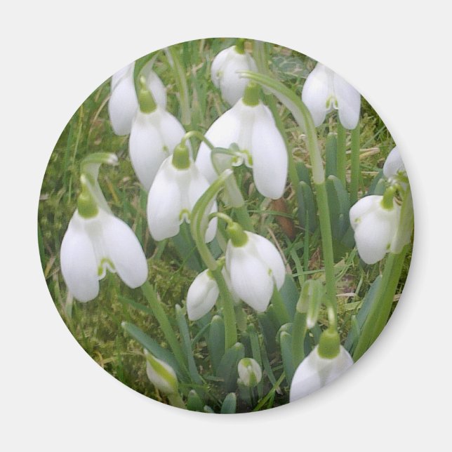 Snowdrops Magnet (Front)