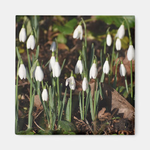 Snowdrops  magnet